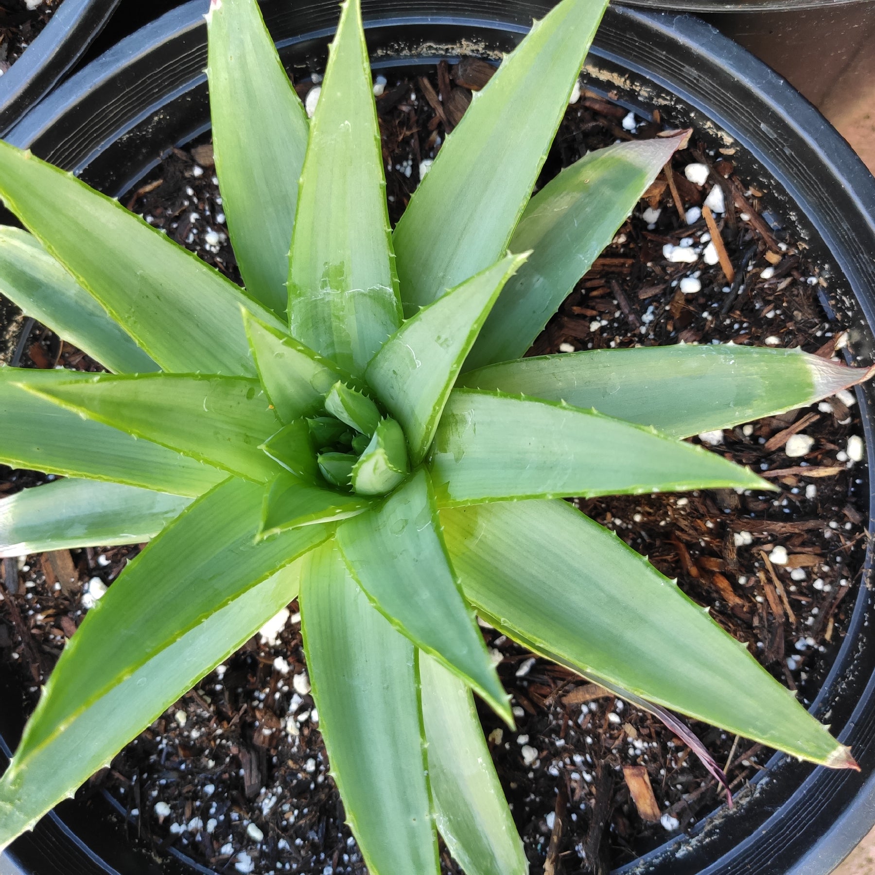 spiral aloe vera plant for sale Aloe polyphylla 'Spiral Aloe'