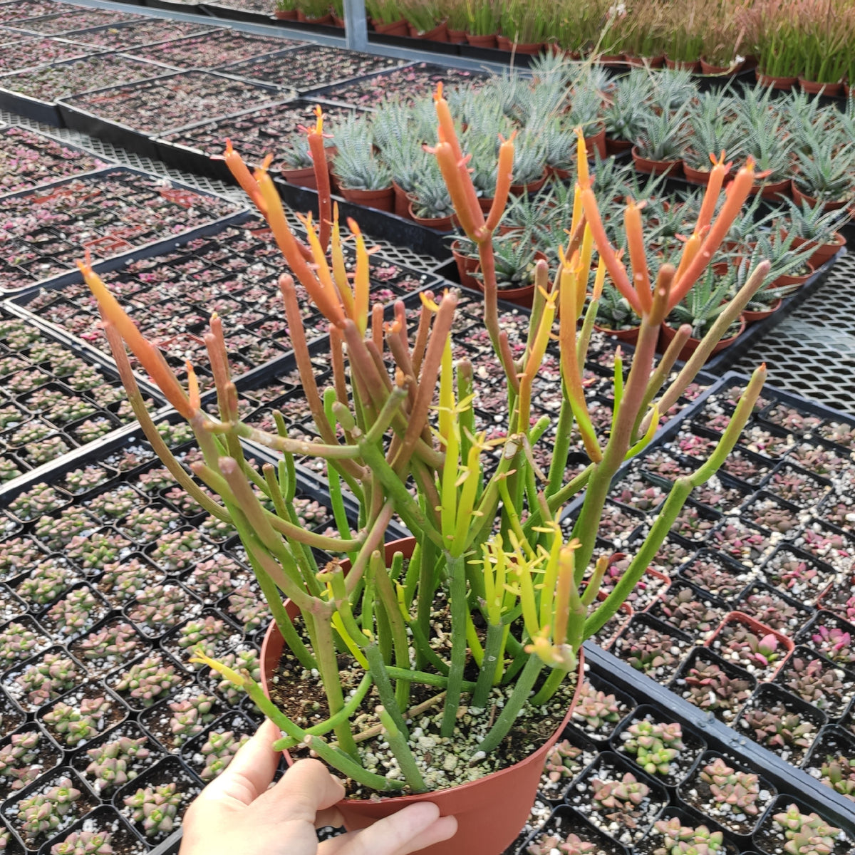 Euphorbia tirucalli 'Sticks on Fire' - Succulents Depot