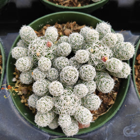 Mammillaria Gracilis Fragilis Cactus - Succulents Depot