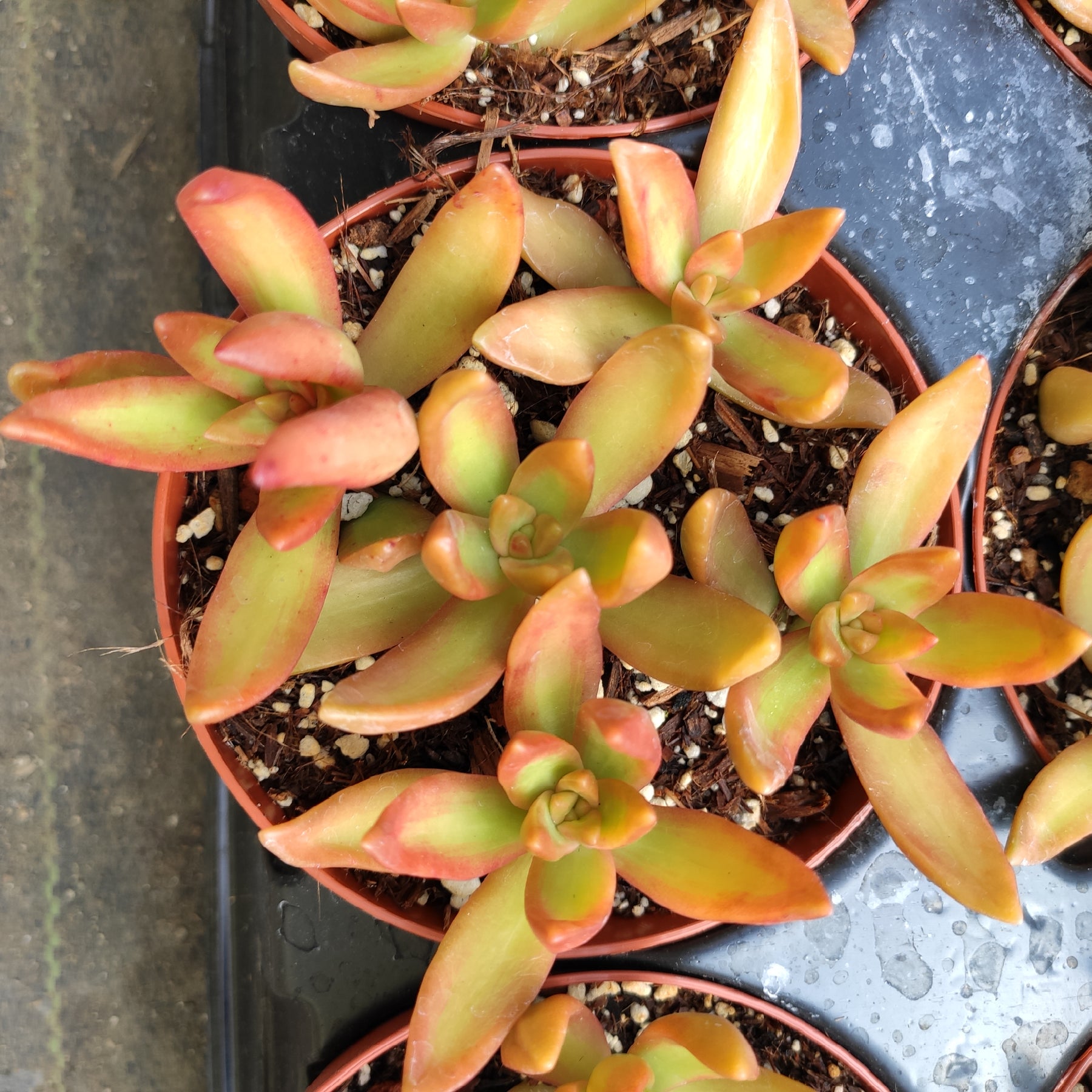 coppertone hybrid succulent Sedum nussbaumerianum 'Orange Delight'