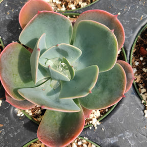 Echeveria 'Blue Sky' - Succulents Depot