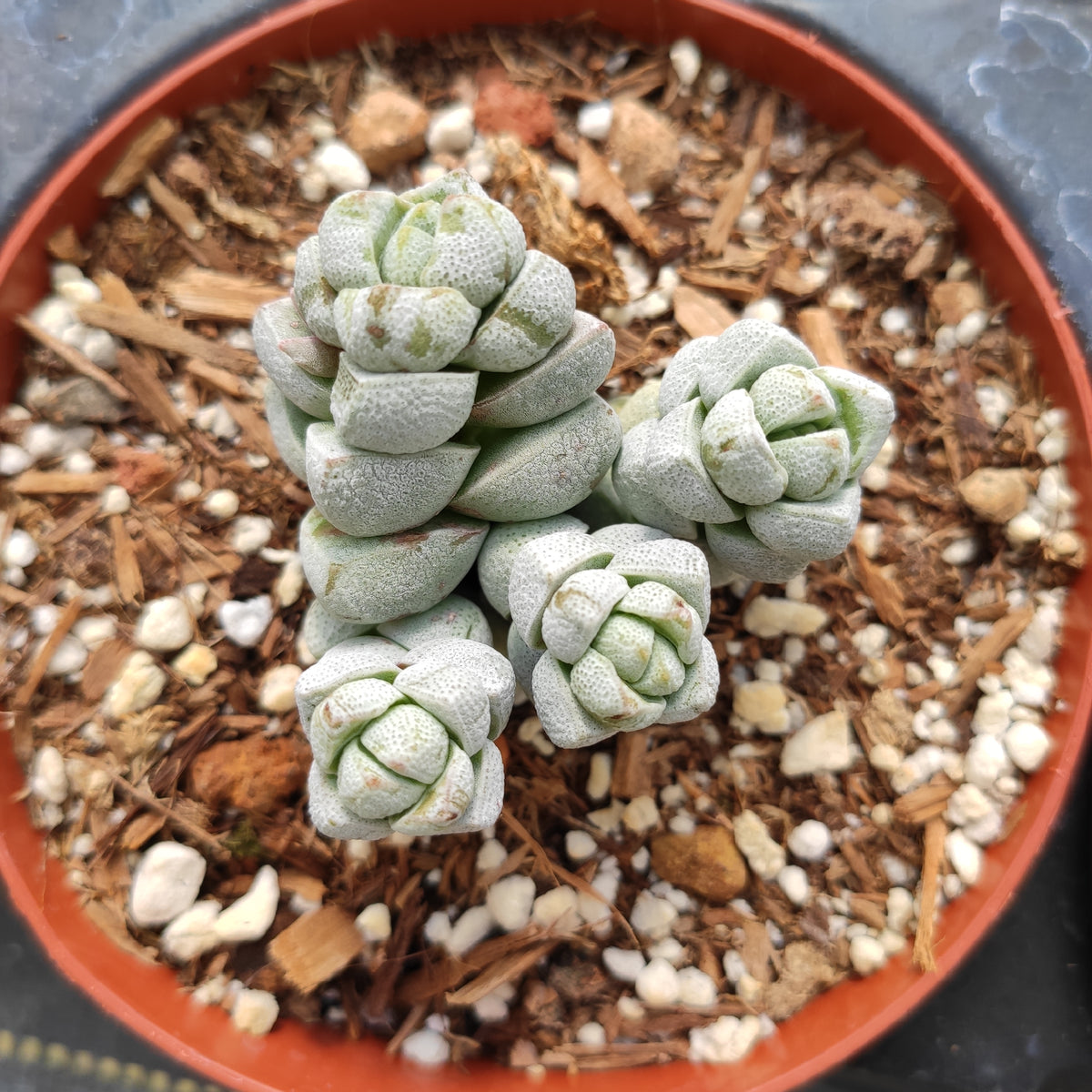 Crassula deceptor - Succulents Depot