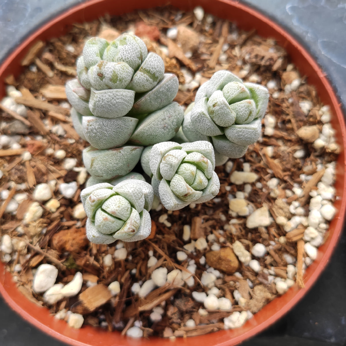 Crassula deceptor - Succulents Depot