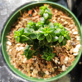 Peperomia columella succulent with star-shaped fleshy leaves.