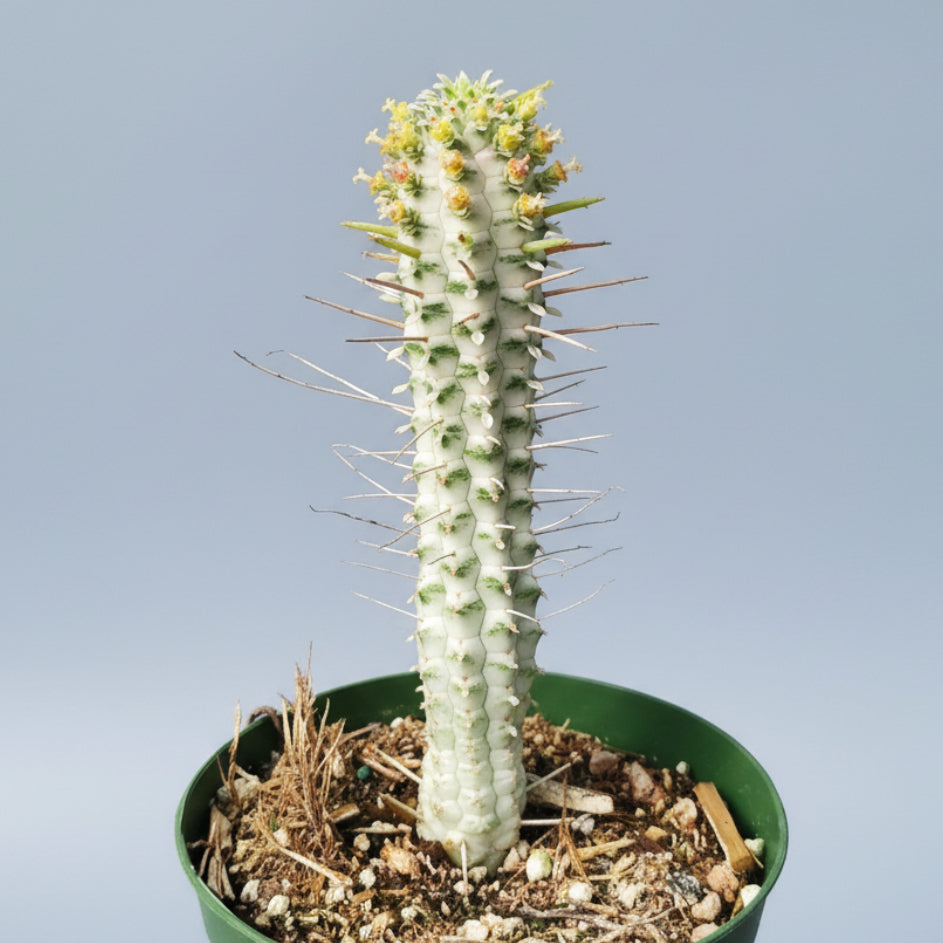 Variegated Corn Cob Cactus Euphorbia mammillaris in a nursery tray.