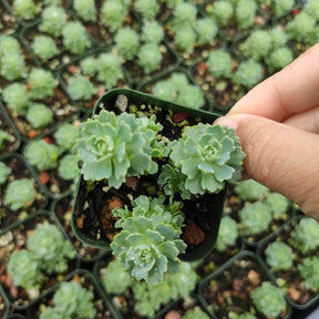 Sedum Pachyclaudos “White Diamond” - Succulents Depot