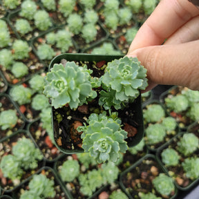 Sedum Pachyclaudos “White Diamond” - Succulents Depot