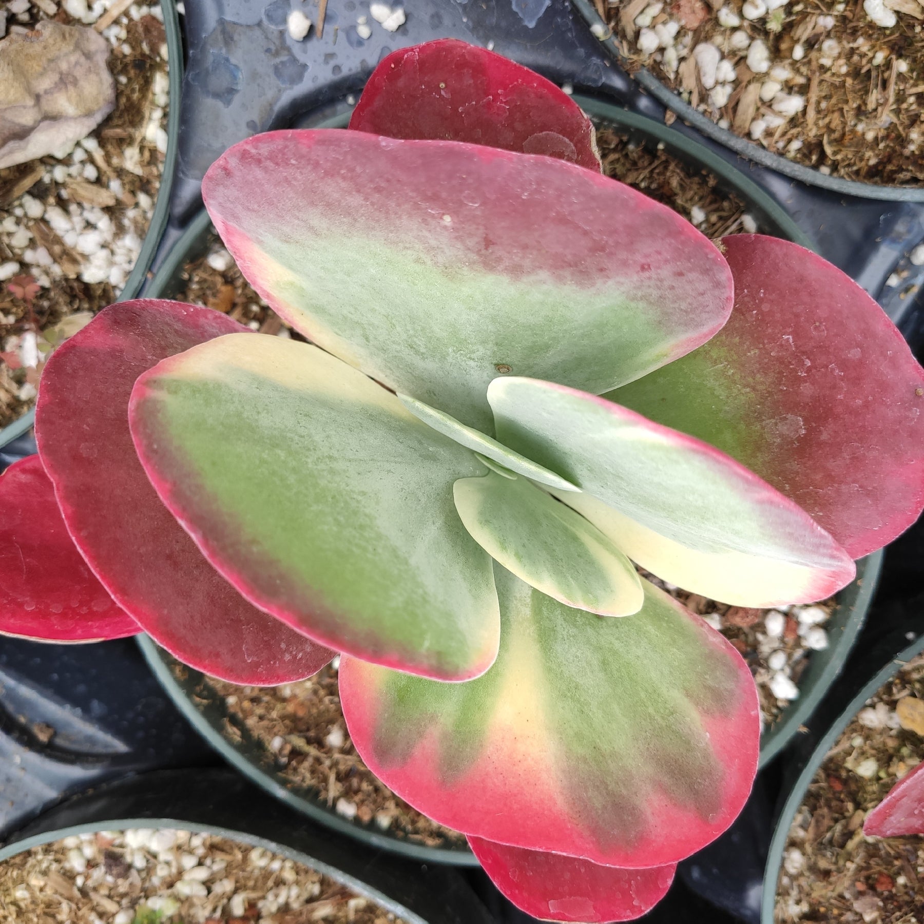kalanchoe thyrsiflora succulent Kalanchoe luciae 'Fantastic' Variegated Flapjack