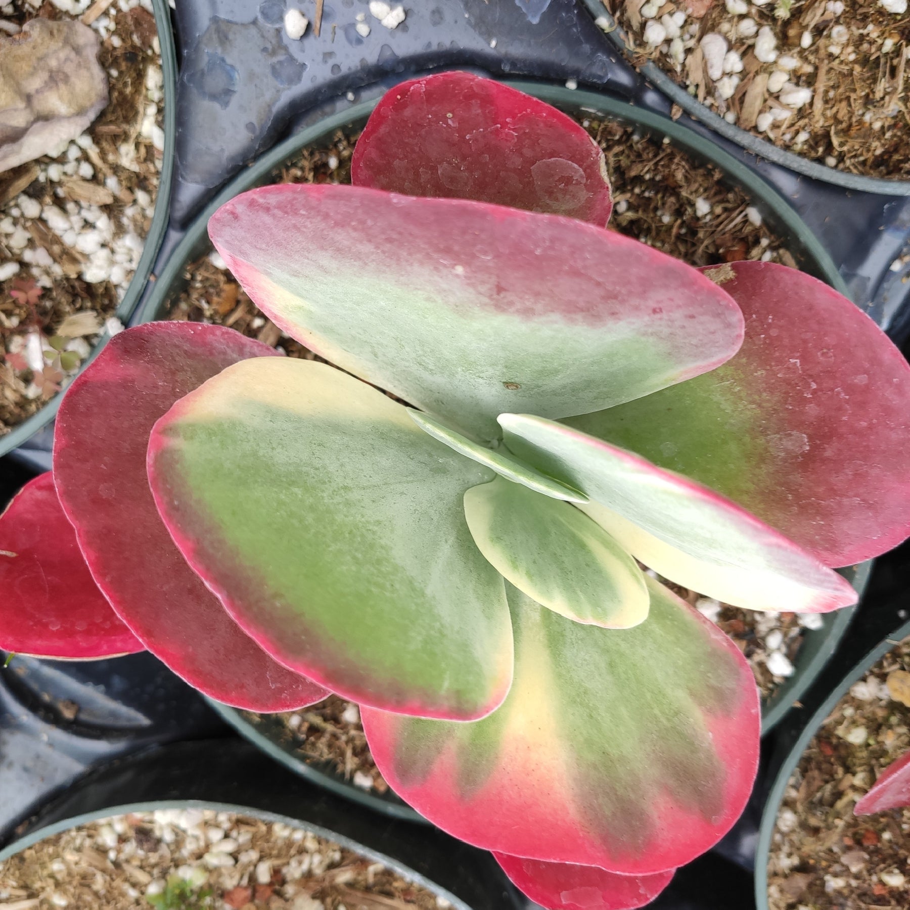 plant flapjack succulent Kalanchoe luciae 'Fantastic' Variegated Flapjack