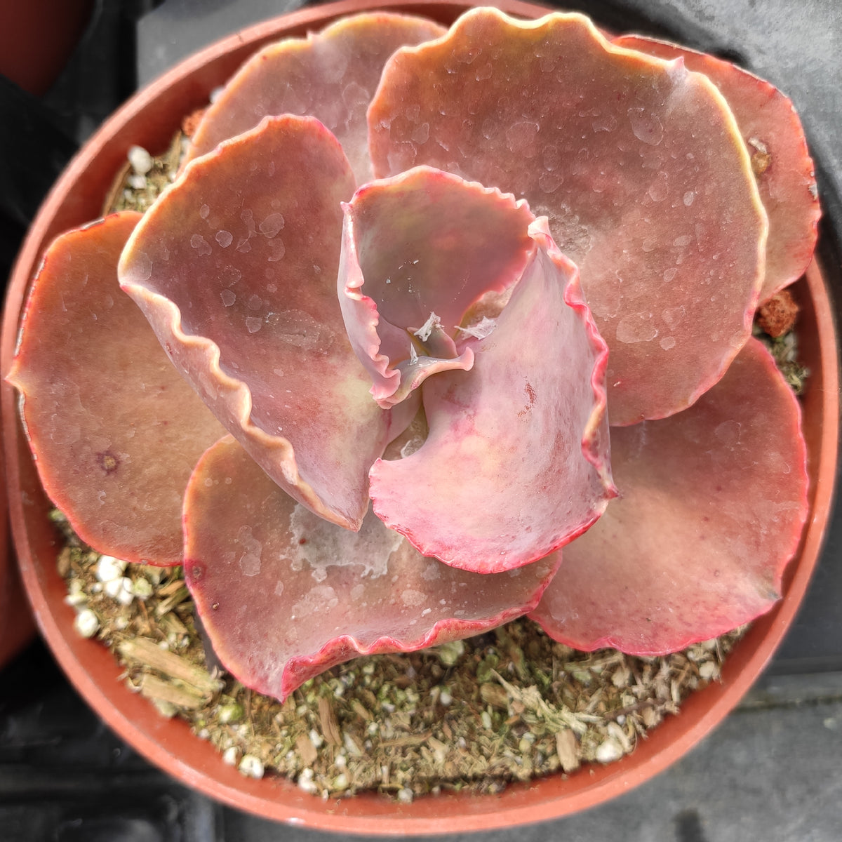 Echeveria 'Bittersweet' - Succulents Depot