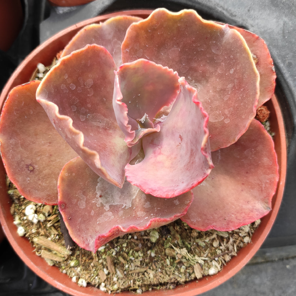 Echeveria 'Bittersweet' - Succulents Depot