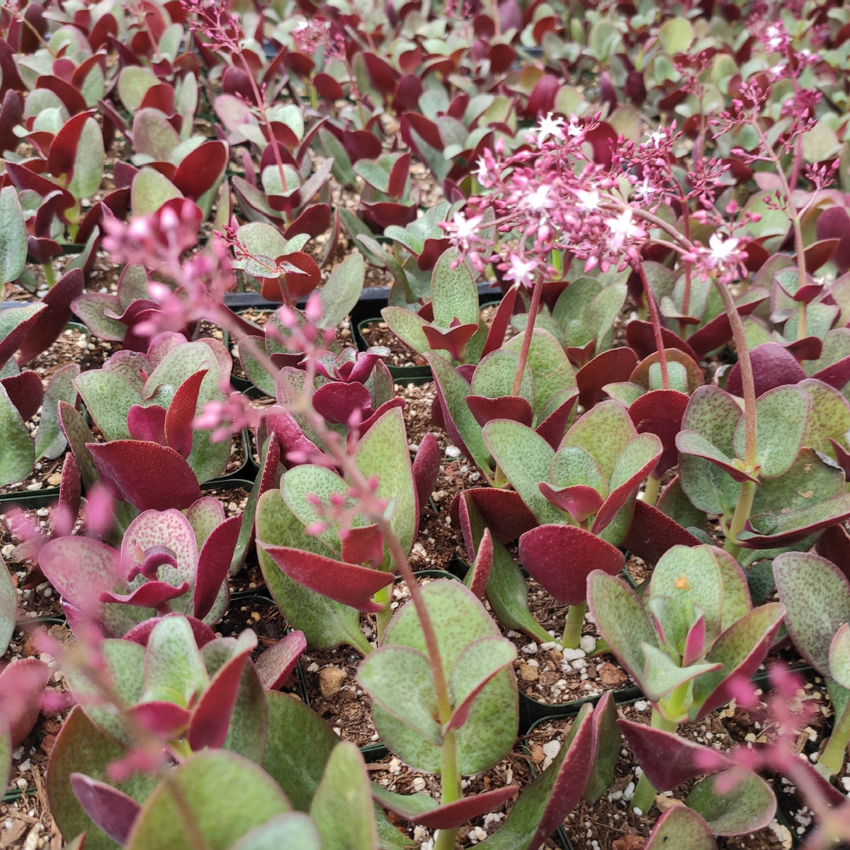 Crassula streyi 'Pondo Cliff' - Succulents Depot