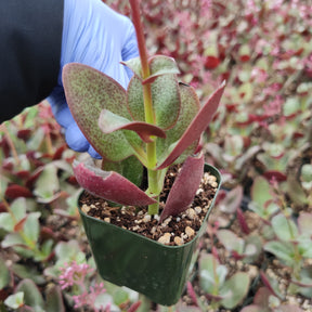 Crassula streyi 'Pondo Cliff' - Succulents Depot