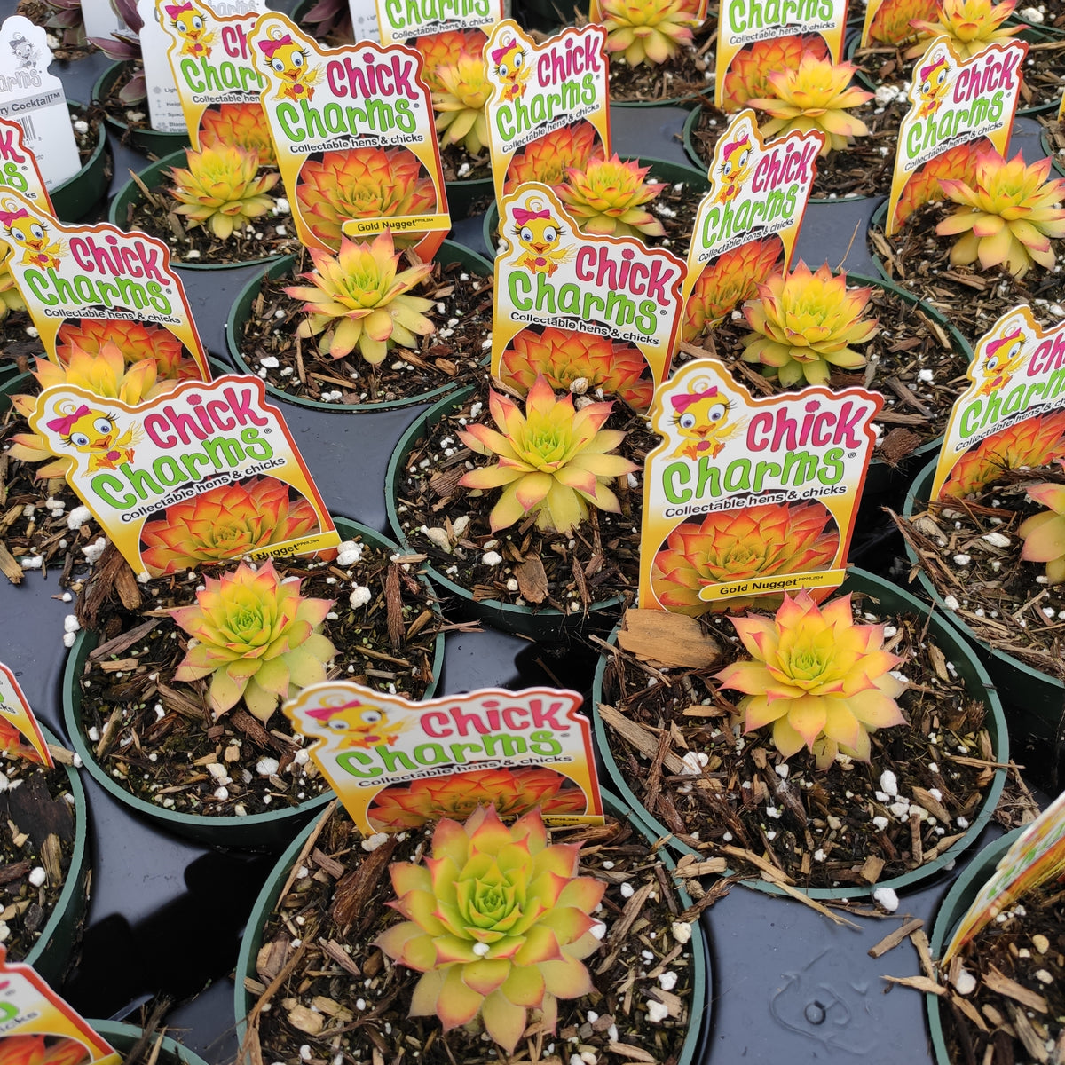 Sempervivum Chick Charms® Gold Nugget™ - Succulents Depot