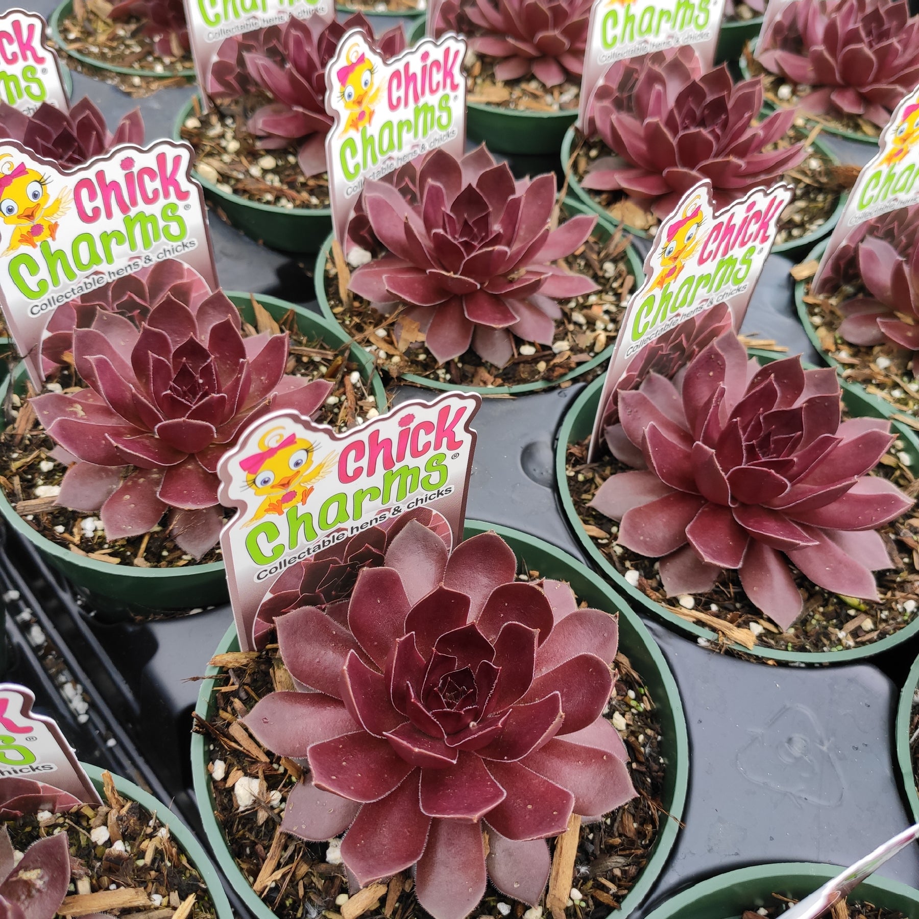 chocolate moonstone succulent Sempervivum Chocolate Kiss