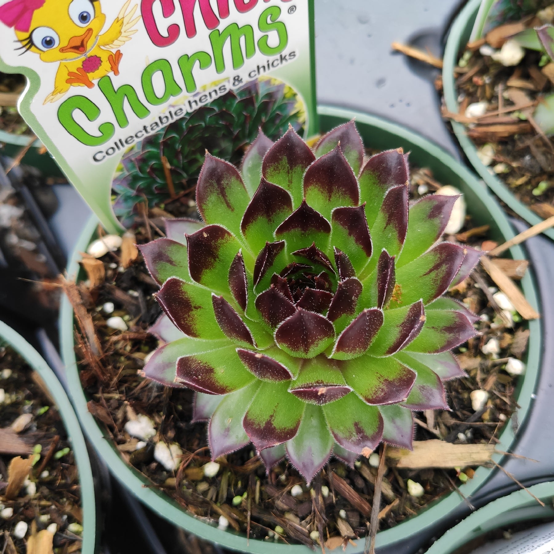 sempervivum succulents for sale Sempervivum Appletini