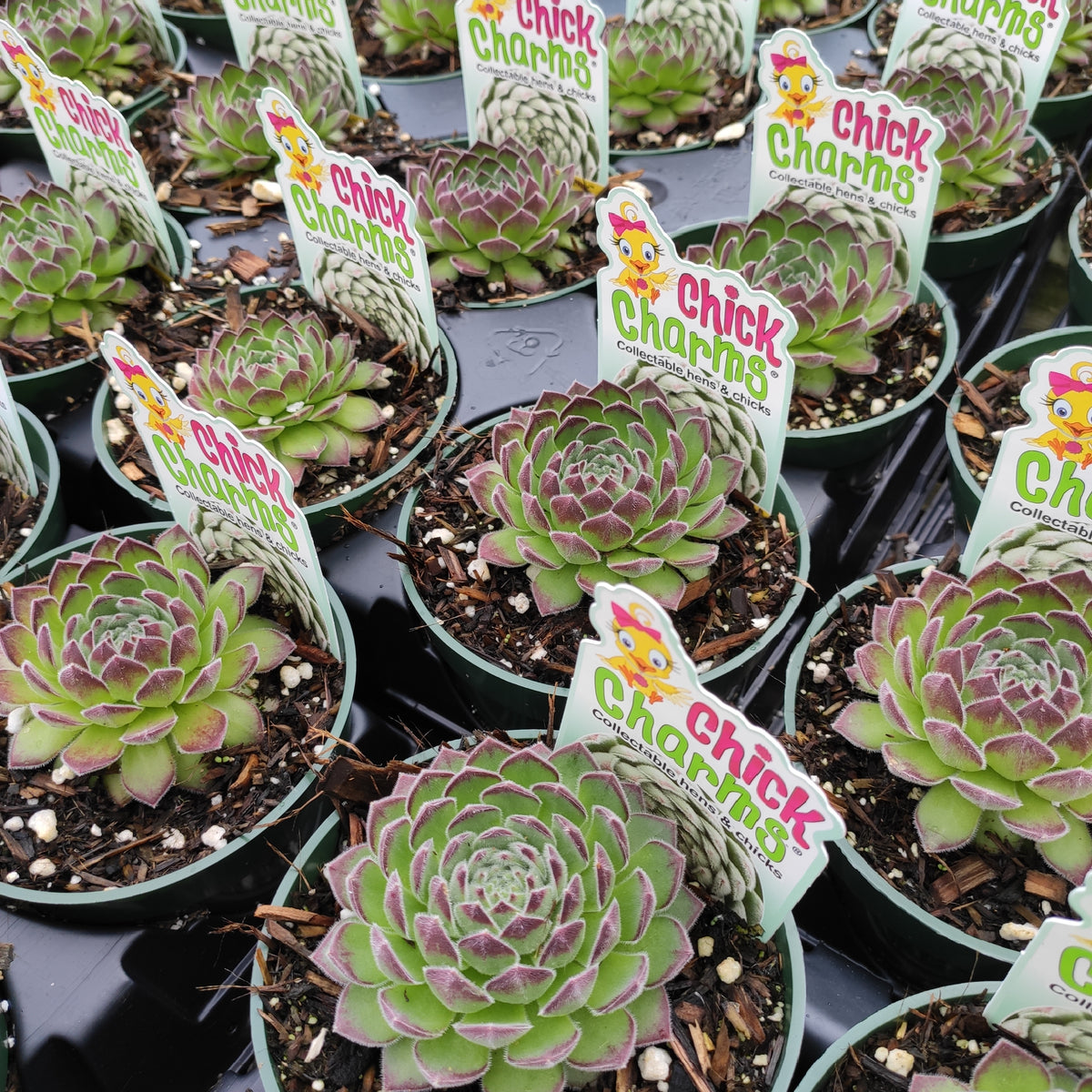 Sempervivum Chick Charms® Sugar Simmer™ - Succulents Depot