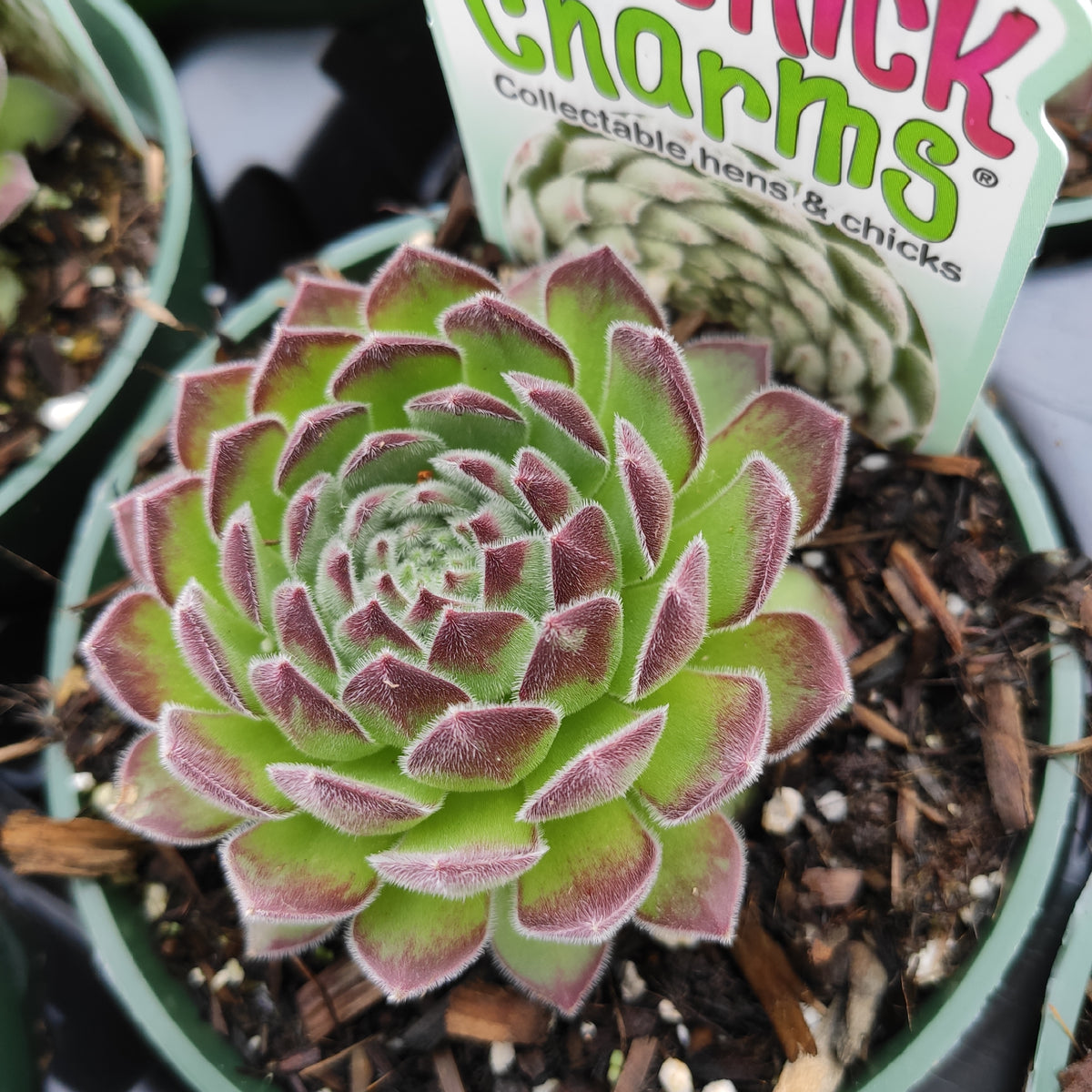 Sempervivum Chick Charms® Sugar Simmer™ - Succulents Depot