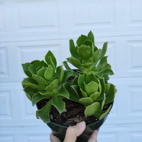 aeonium arboreum succulent Aeonium Arboreum cv. 4 Inch Single