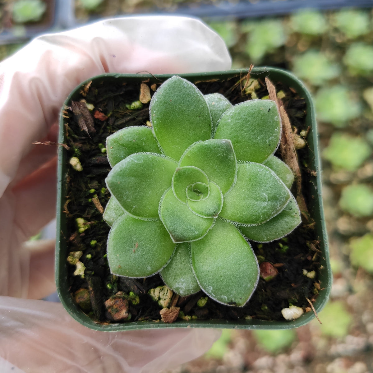 Crassula orbicularis - Succulents Depot