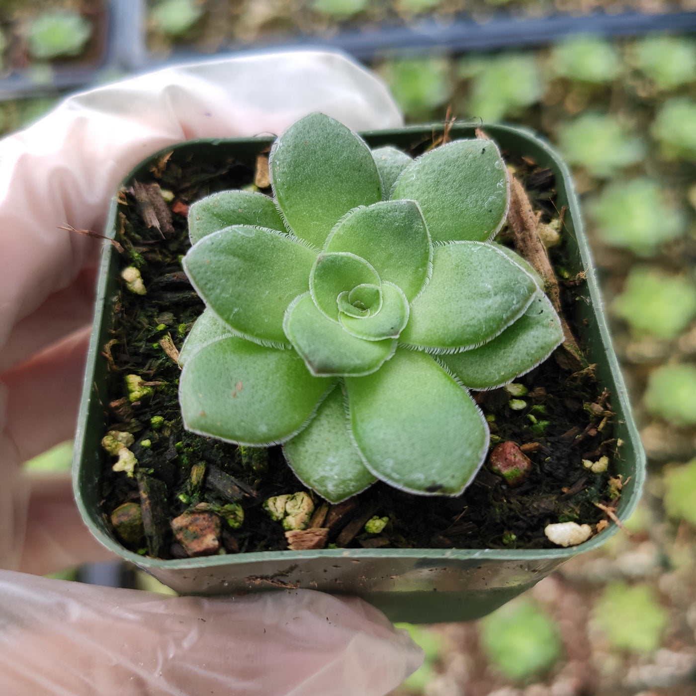 Crassula orbicularis succulent in 2 nursery pot.