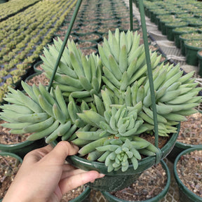 harry butterfield succulent Sedeveria 'Harry Butterfield'