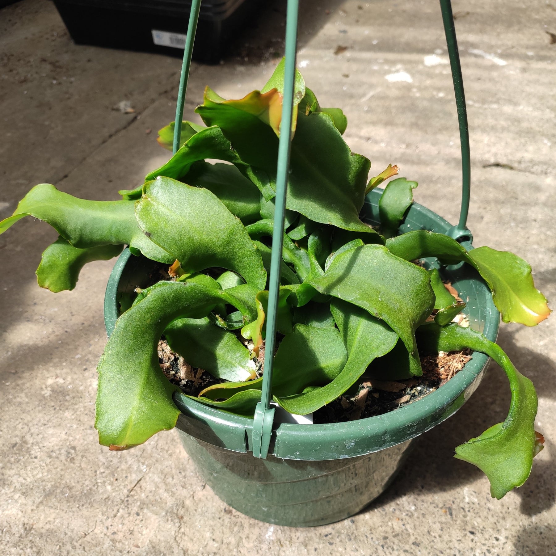 curly locks succulent Epiphyllum Curly Locks Orchid Cactus 2 Inch / Mini Cluster