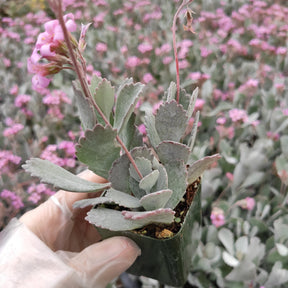 grey succulent with pink flowers Kalanchoe pumila 'Flower Dust Plant'