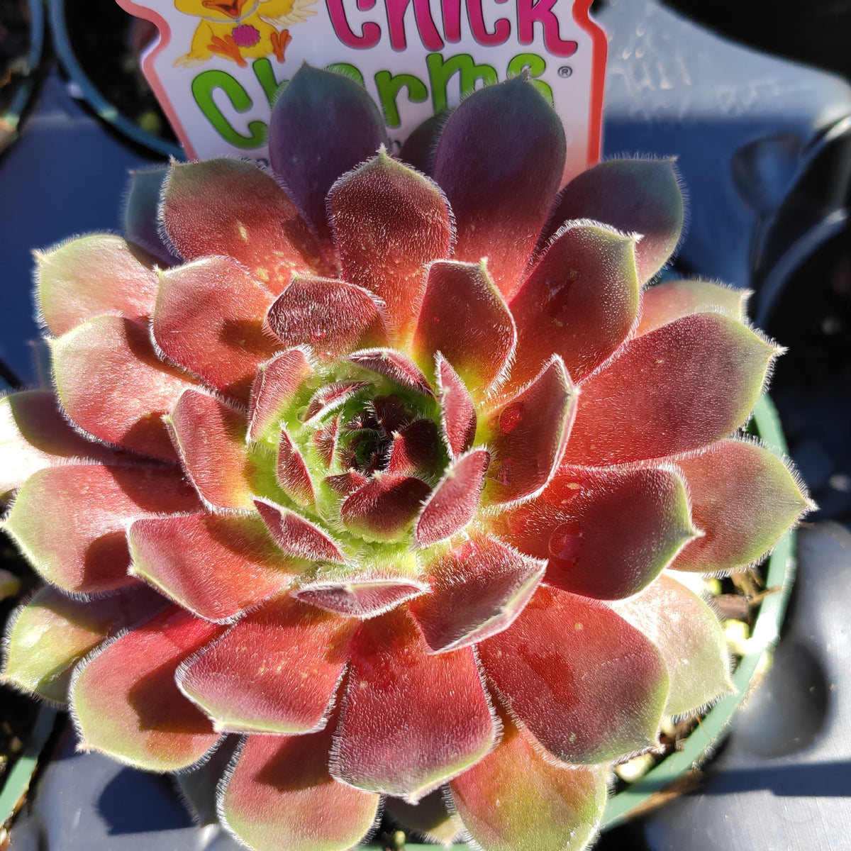 berry succulents Sempervivum Chick Charms® Berry Bomb™