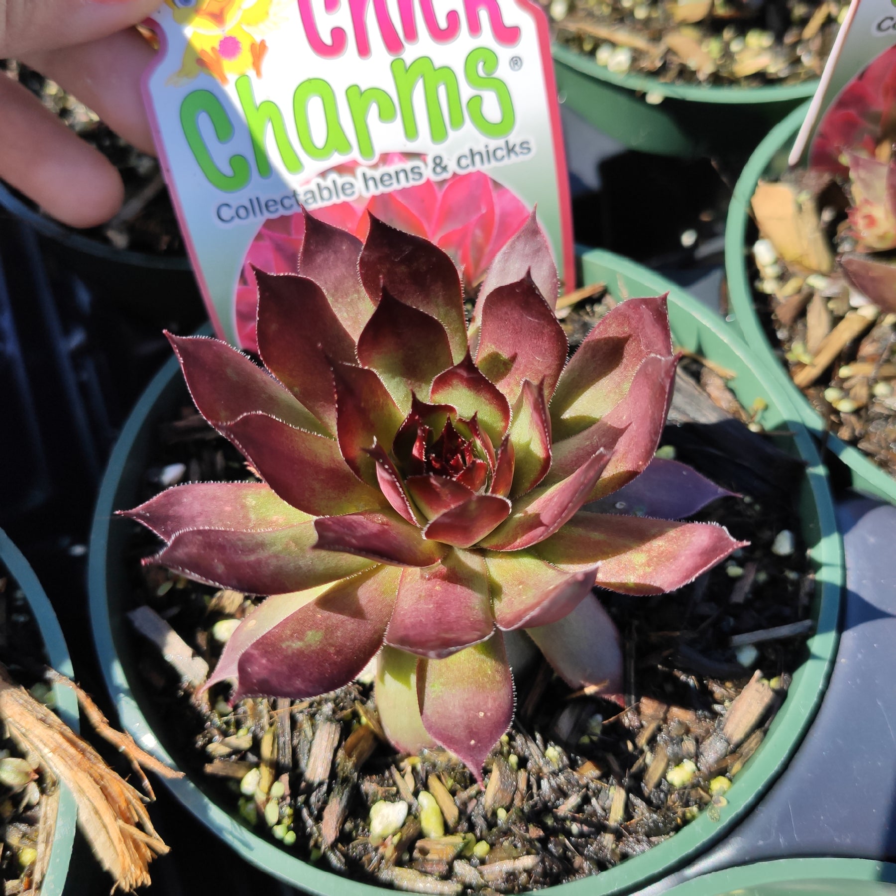 autumn succulent plant Sempervivum Autumn Apple -