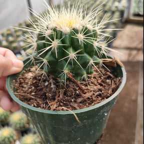 Echinocactus Golden Barrel Cactus - Succulents Depot