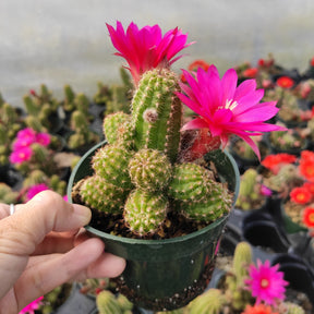 Chamaelobivia 'Rose Quartz' Peanut Cactus - Succulents Depot