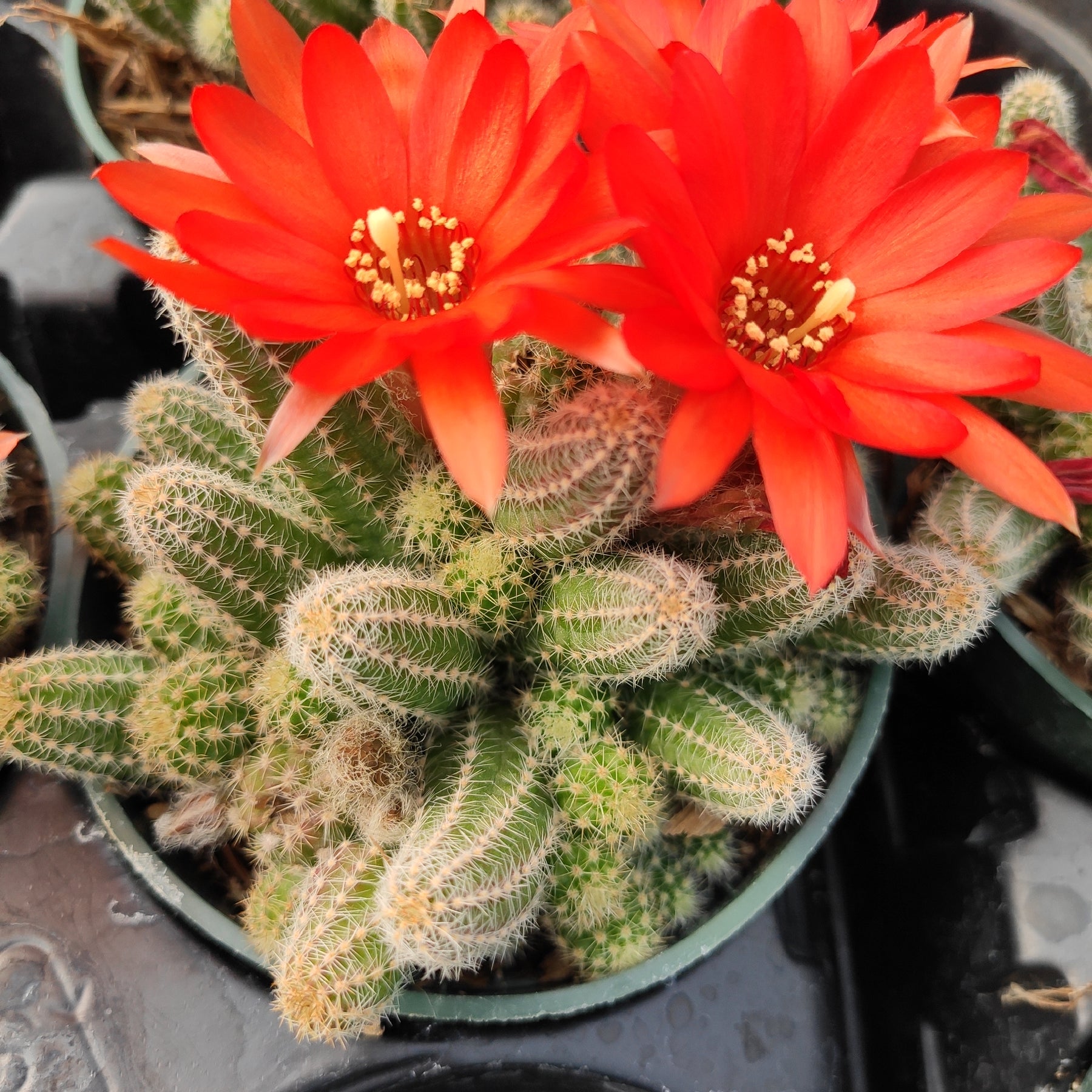 jj cactus succulents Echinopsis chamaecereus Peanut Cactus