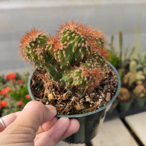 Peruvianus Montrose "Red Spine" Cactus - Succulents Depot