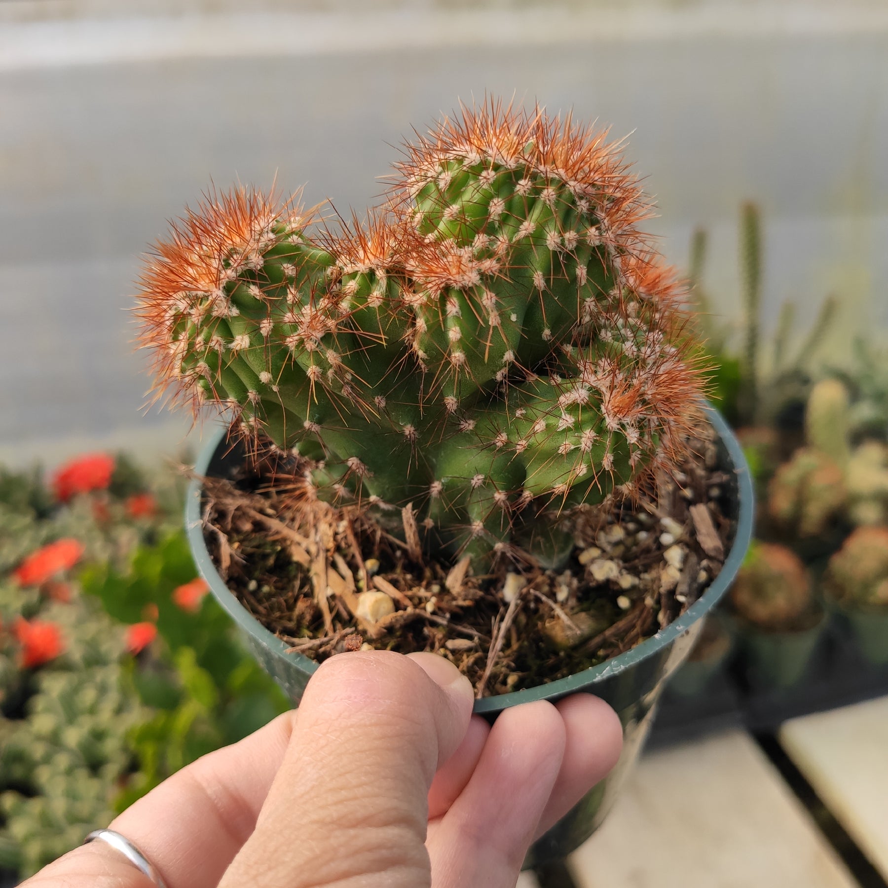 types of red cactus Peruvianus Montrose "Red Spine" Cactus