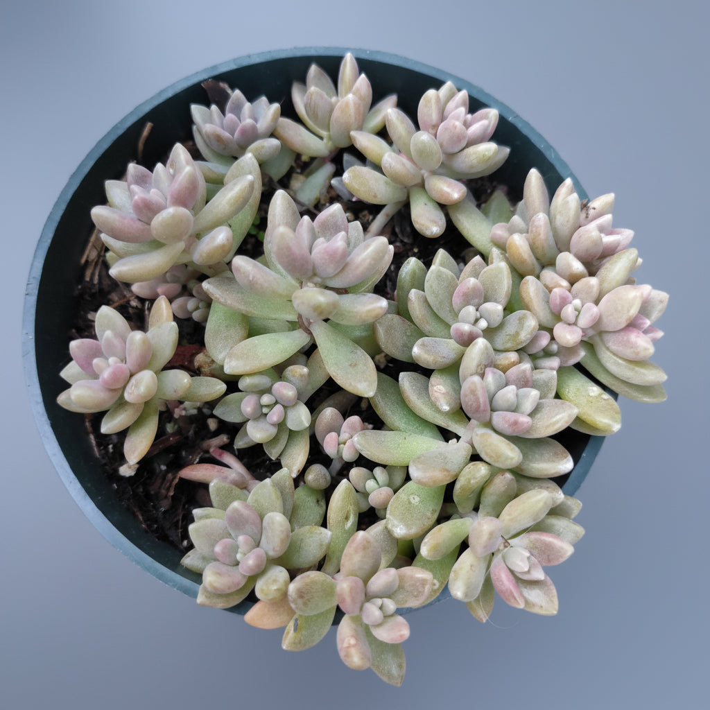 Graptoveria 'Mirinae' [Fragile]