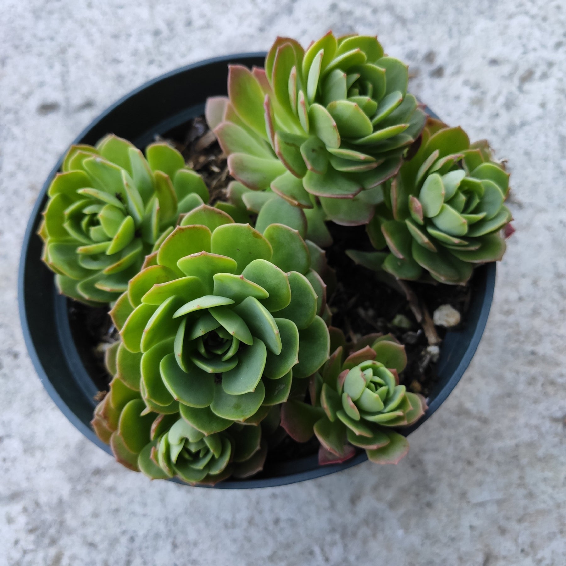 succulents green Sedeveria 'Green Rose'