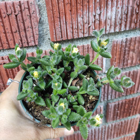 pickle plant hanging Delosperma echinatum