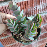 Kalanchoe fedtschenkoi 'Majestic Scallops' - Succulents Depot