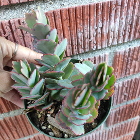 succulent with flat scalloped leaves Kalanchoe fedtschenkoi 'Majestic Scallops'