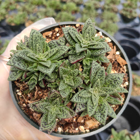Crassula exilis ssp. cooperi 'Tiger Jade' - Succulents Depot