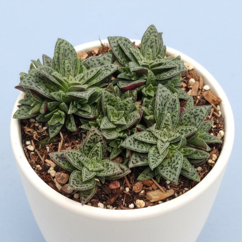 Crassula exilis 'Tiger Jade' in nursery pot.