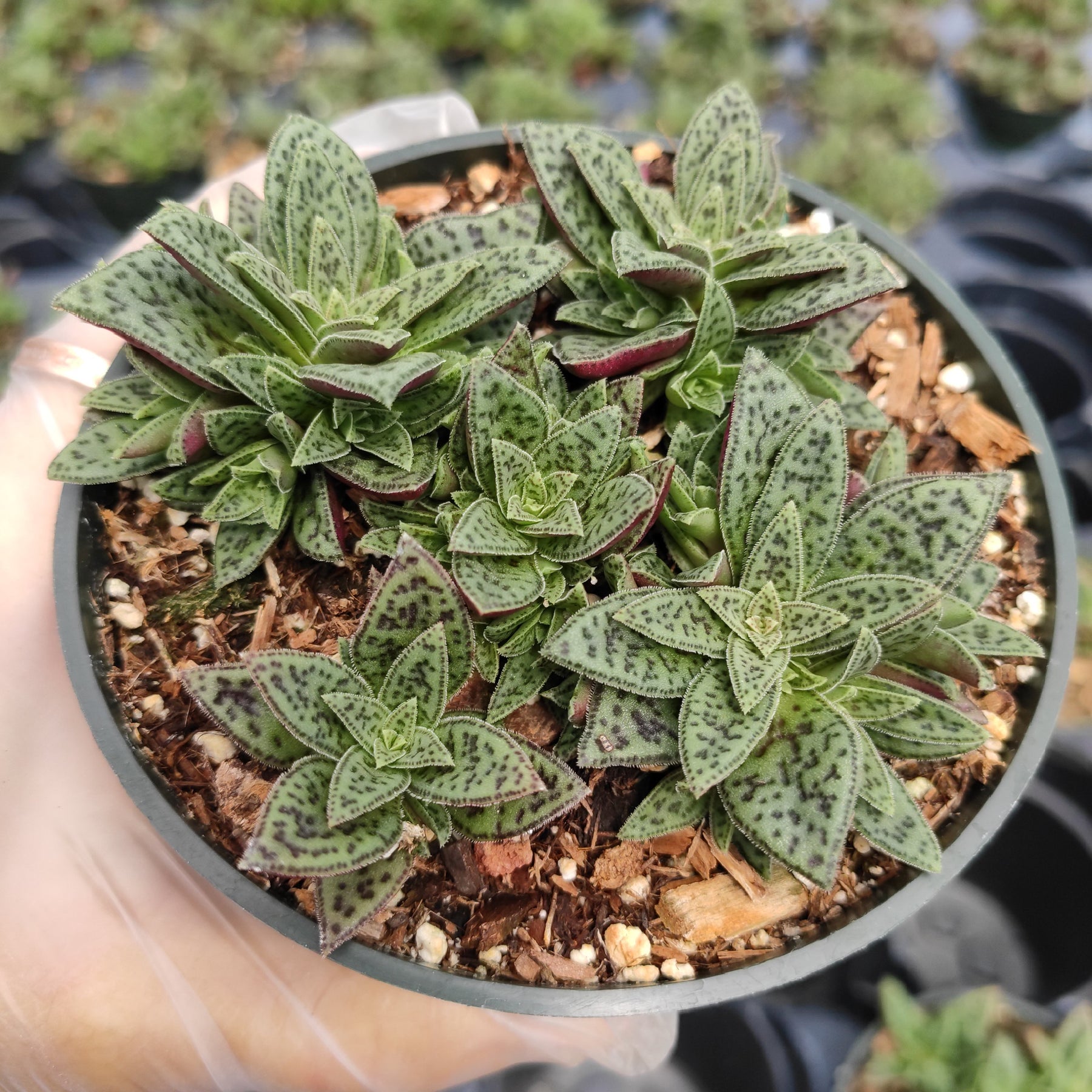 jade succulent plant Crassula exilis ssp. cooperi 'Tiger Jade' 2 Inch