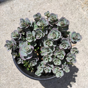 SunSparkler® Sedum 'Blue Elf' - Succulents Depot