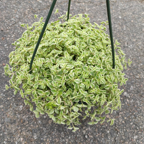 sedum little missy succulent Sedum 'Little Missy' 4 Inch