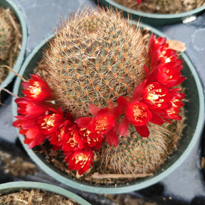 Rebutia vulpina - Succulents Depot