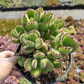 blue bear paw succulent Cotyledon tomentosa Bear's Paw