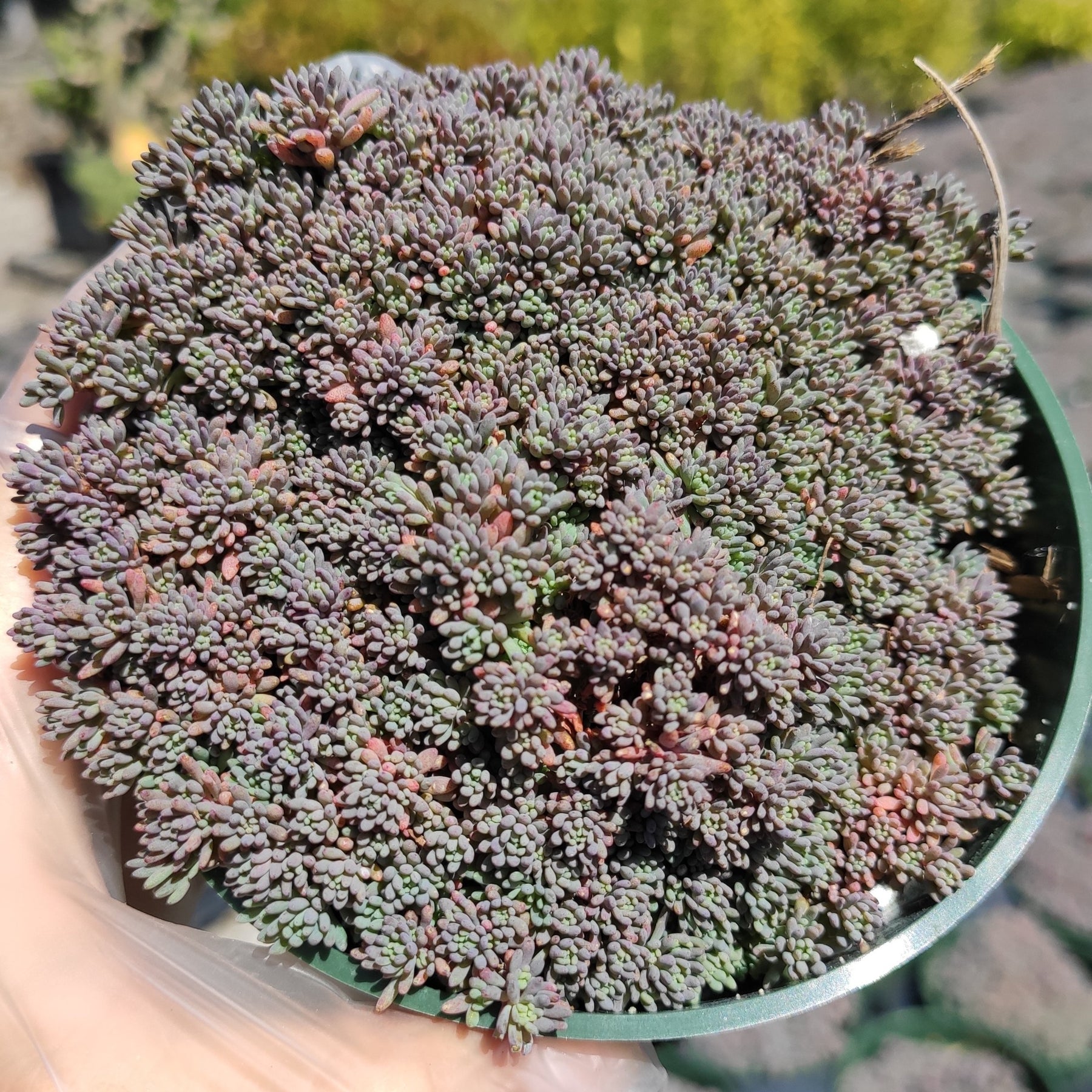 succulent carpet bedding Sedum hispanicum 'Blue Carpet'