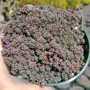 Sedum hispanicum 'Blue Carpet'