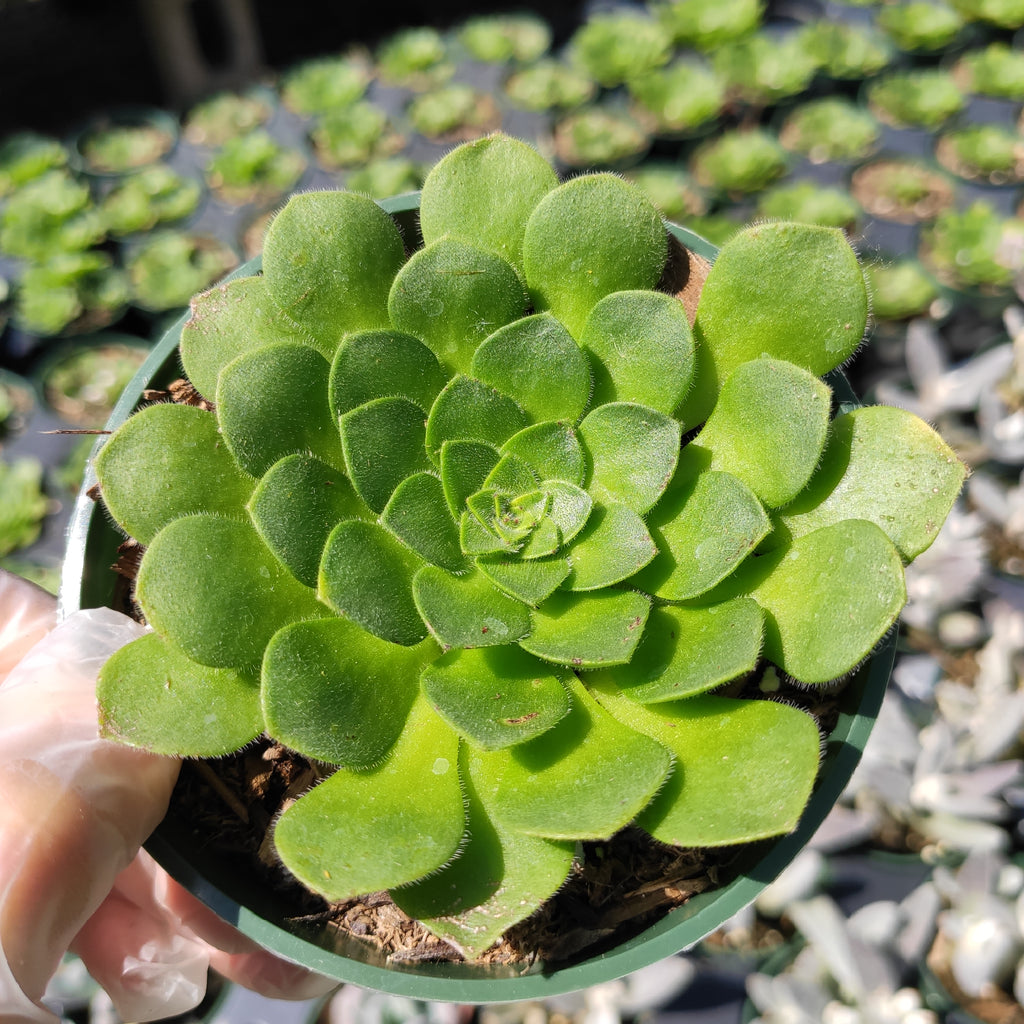 succulent aeonium tabuliforme indoors Aeonium 'Pancakes'